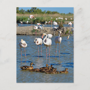 Group of flamingos and ducks in Camargue  Holiday Postcard