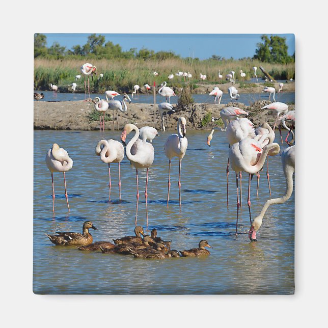 Group of flamingos and ducks in Camargue  Magnet (Front)