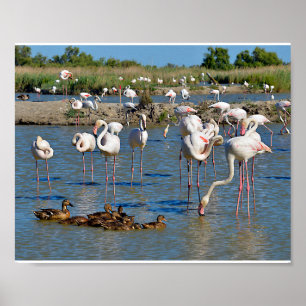 Group of flamingos and ducks in Camargue Poster