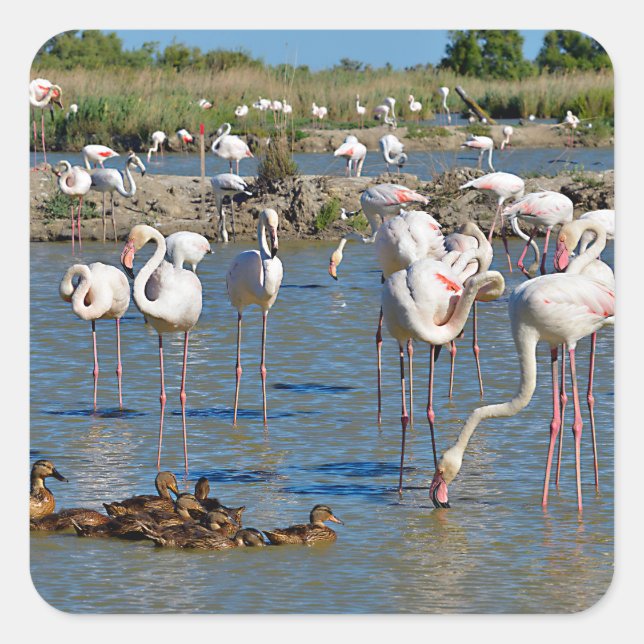 Group of flamingos and ducks in Camargue Square Sticker (Front)