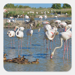 Group of flamingos and ducks in Camargue Square Sticker