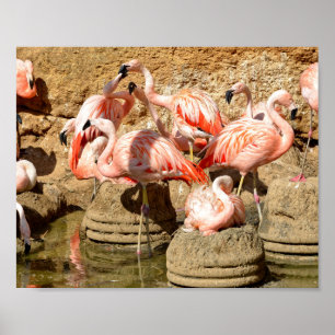 Group of flamingos and nests in Camargue  Poster