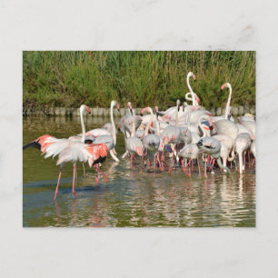 Group of flamingos in Camargue Holiday Postcard