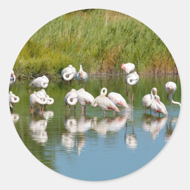 Group of flamingos in Camargue in France Postcard Classic Round Sticker (Front)
