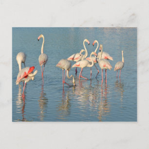 Group of flamingos in Camargue Postcard