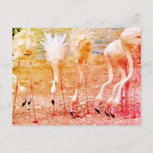Group of flamingos postcard