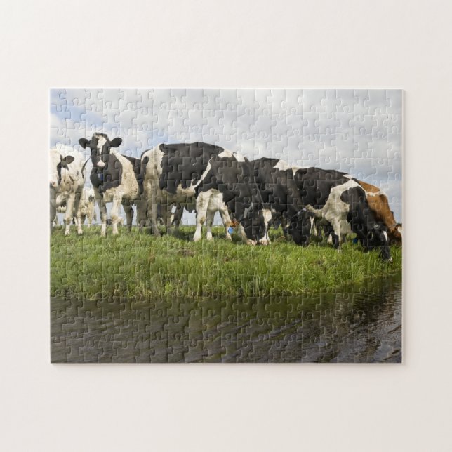 Group of Friesian cows Jigsaw Puzzle (Horizontal)