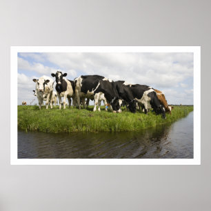 Group of Friesian cows Poster