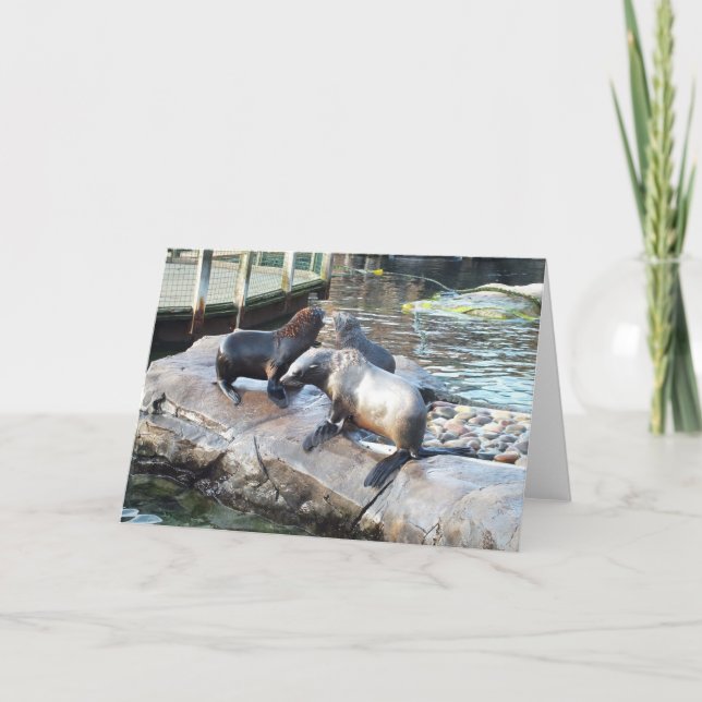 Group of fur seals holiday card (Front)