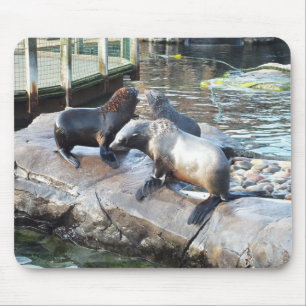 Group of fur seals mouse mat