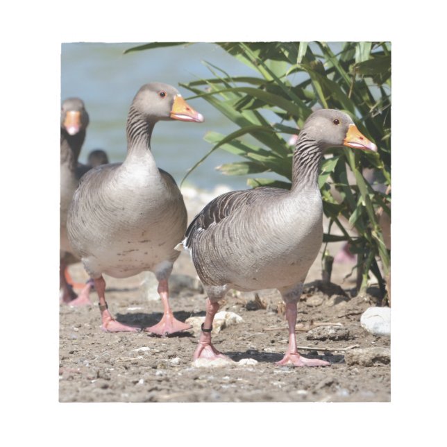 Group of greylag geese walking notepad (Front)