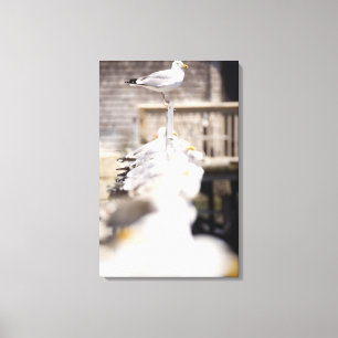 group of Herring Gulls (Larus argentatus) on a Canvas Print
