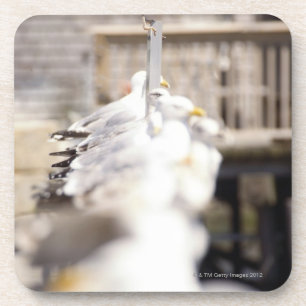 group of Herring Gulls (Larus argentatus) on a Coaster