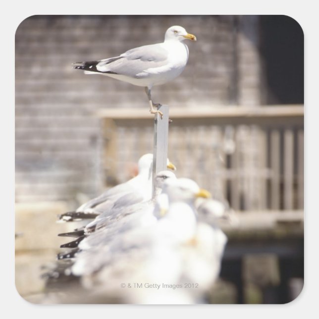 group of Herring Gulls (Larus argentatus) on a Square Sticker (Front)