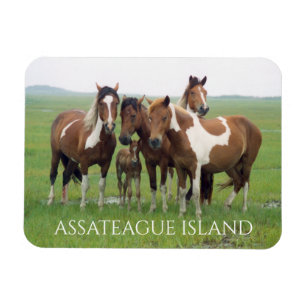 Group of Horses, Assateague National Seashore Magnet