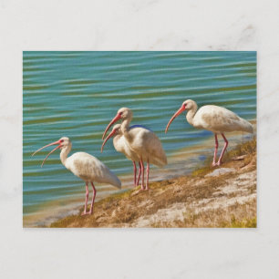 Group of Ibises Postcard