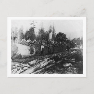 Group of Lumberjacks on Large Log Photograph Postcard
