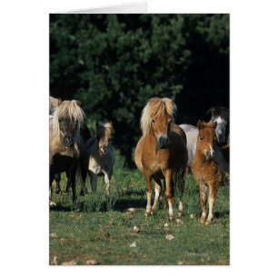 Group of Miniature Foals