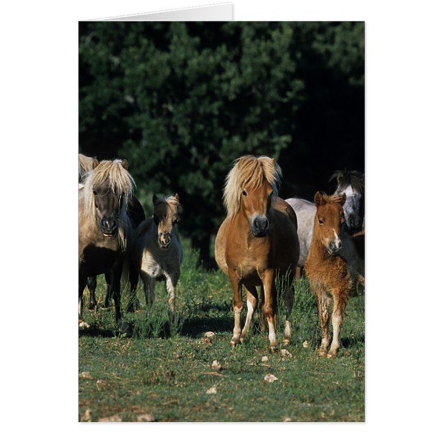 Group of Miniature Foals (Front)