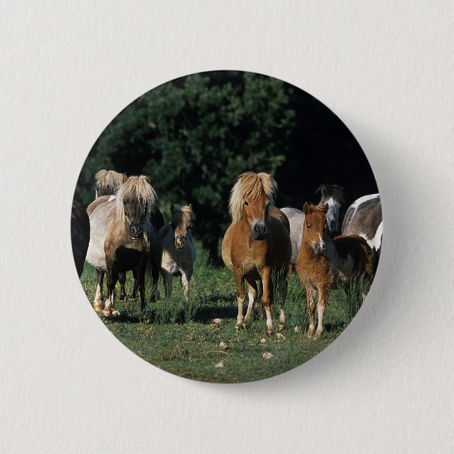 Group of Miniature Foals 6 Cm Round Badge (Front)