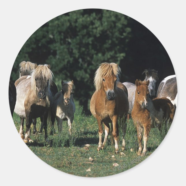 Group of Miniature Foals Classic Round Sticker (Front)