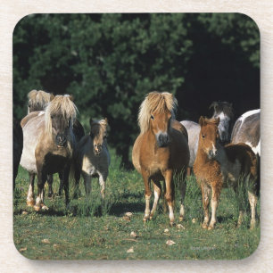 Group of Miniature Foals Coaster