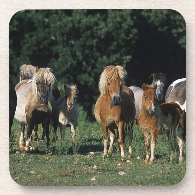 Group of Miniature Foals Coaster (Front)