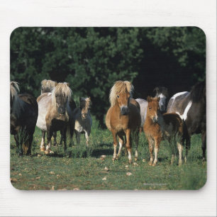 Group of Miniature Foals Mouse Mat