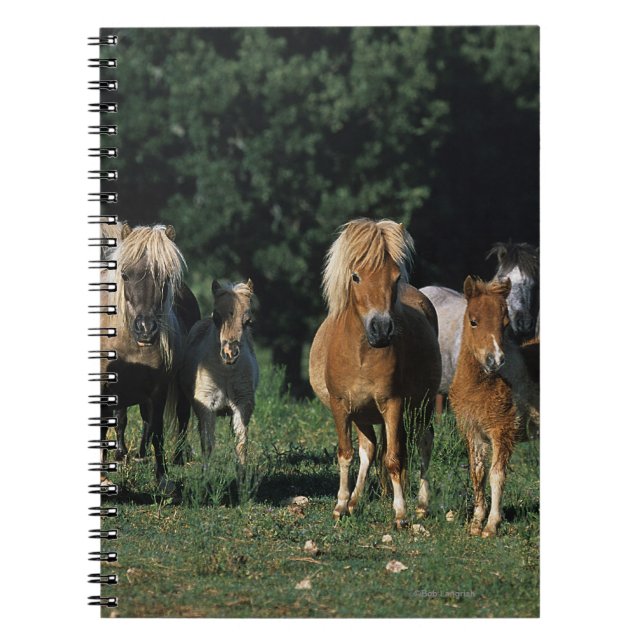 Group of Miniature Foals Notebook (Front)