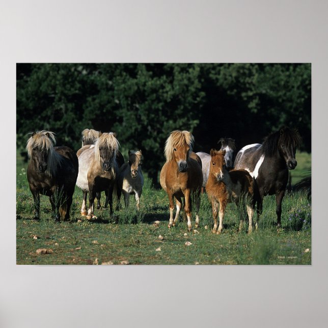 Group of Miniature Foals Poster (Front)