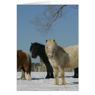 Group of Miniature Horses in the Snow