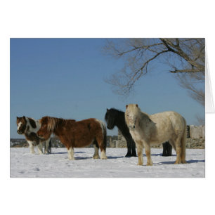 Group of Miniature Horses in the Snow