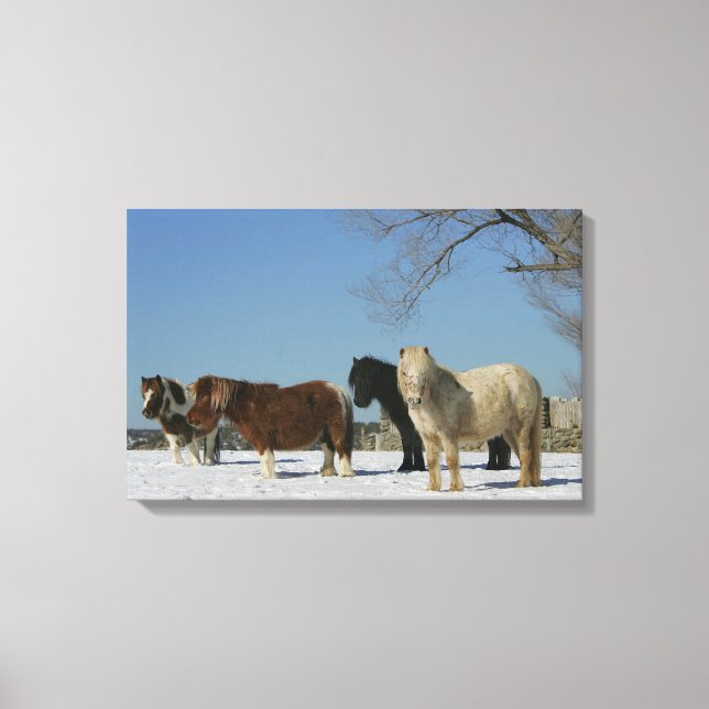 Group of Miniature Horses in the Snow Canvas Print (Front)