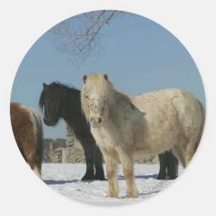 Group of Miniature Horses in the Snow Classic Round Sticker