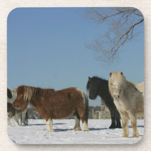 Group of Miniature Horses in the Snow Coaster
