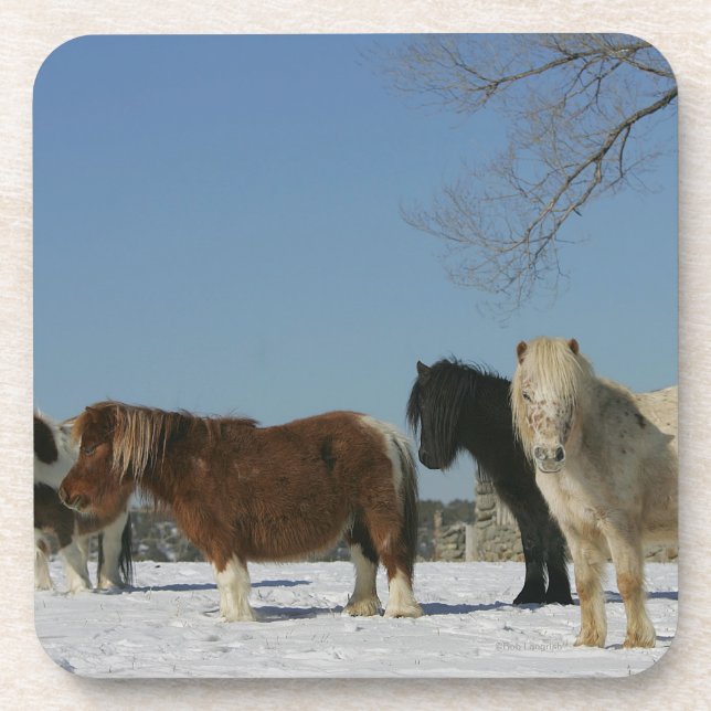 Group of Miniature Horses in the Snow Coaster (Front)