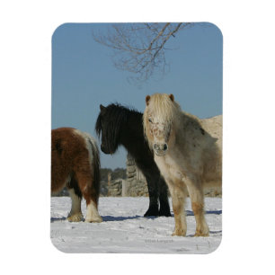 Group of Miniature Horses in the Snow Magnet