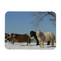 Group of Miniature Horses in the Snow