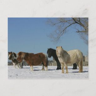 Group of Miniature Horses in the Snow Postcard