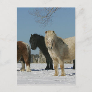 Group of Miniature Horses in the Snow Postcard