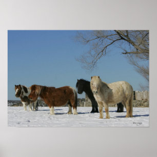 Group of Miniature Horses in the Snow Poster