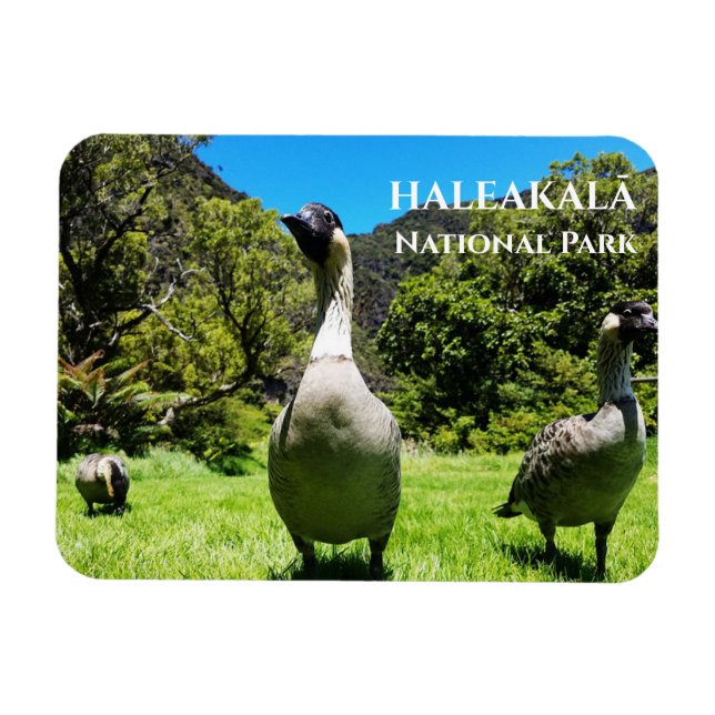 Group of Nēnē, Haleakalā National Park, Maui, HI Magnet (Horizontal)
