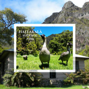 Group of Nēnē, Haleakalā National Park, Maui, HI P Postcard