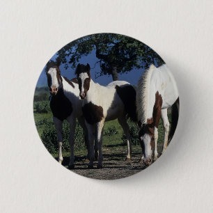 Group of Paint Horses 6 Cm Round Badge