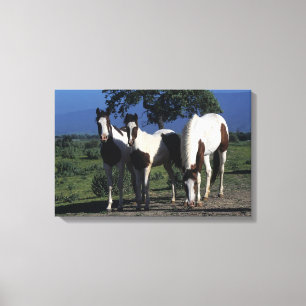 Group of Paint Horses Canvas Print