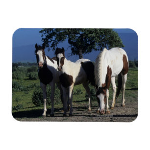 Group of Paint Horses Magnet
