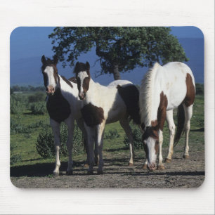 Group of Paint Horses Mouse Mat
