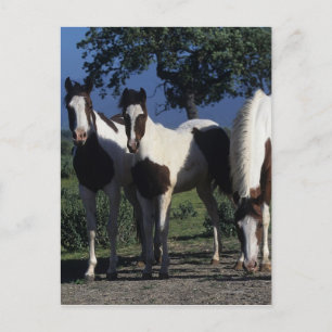 Group of Paint Horses Postcard