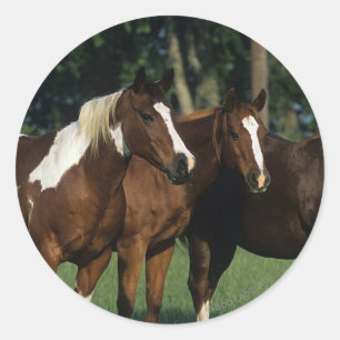 Group of Paint Horses Standing Classic Round Sticker