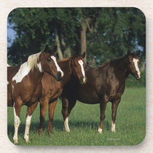 Group of Paint Horses Standing Coaster